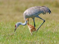 A1B0170c  Sandhill Crane (Antigone canadensis) - adult pair with two colts